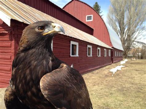 wilson raptor|raptor center wilson wy.